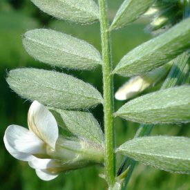 Pannon bükköny (Vicia pannonica) vetőmag