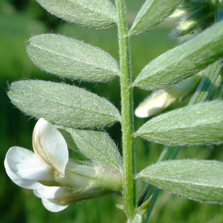 Pannon bükköny (Vicia pannonica) vetőmag