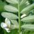 Pannon bükköny (Vicia pannonica) vetőmag