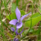 Borzas ibolya (Viola hirta) vetőmag