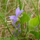 Borzas ibolya (Viola hirta) vetőmag
