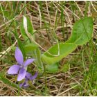 Borzas ibolya (Viola hirta) vetőmag