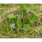 Borzas ibolya (Viola hirta) vetőmag
