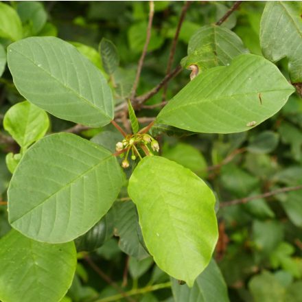 Kutyabenge (Frangula alnus) vetőmag