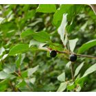 Kutyabenge (Frangula alnus) vetőmag