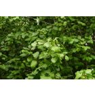 Kutyabenge (Frangula alnus) vetőmag