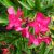 Leander 'Hardy Red' (Nerium oleander ) vetőmag