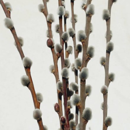 Barkafűz (Salix caprea cv.) szabadgyökeres csemete