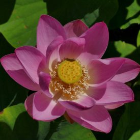   Szibériai lótusz (Nelumbo nucifera ssp. komarovii) rizóma 1-3 rüggyel
