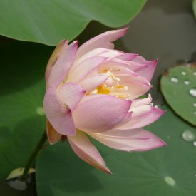  Mini lótusz (Nelumbo nucifera ’Jade Tower with Drunkard’) rizóma, 1-2 rüggyel