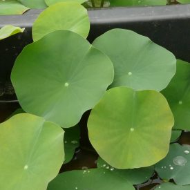   Mini lótusz (Nelumbo nucifera 'The Song of Moon') rizóma, 1-2 rüggyel