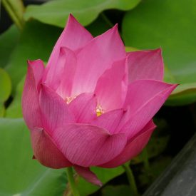   Mini lótusz (Nelumbo nucifera ’Red Light 15’) rizóma, 1-2 rüggyel