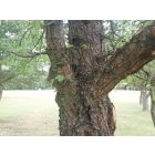 Vadkörte (Pyrus pyraster) földlabdás csemete, 30-50 cm