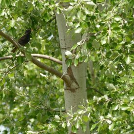   Szürke nyár (Populus x canescens) földlabdás csemete, 30-50 cm