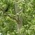 Szürke nyár (Populus x canescens) földlabdás csemete, 30-50 cm