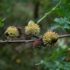 Csertölgy (Quercus cerris) földlabdás csemete, 15-30 cm