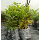 Csertölgy (Quercus cerris) földlabdás csemete, 15-30 cm