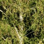 Közönséges nyír (Betula pendula) földlabdás csemete, 20 cm