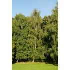 Közönséges nyír (Betula pendula) földlabdás csemete, 20 cm