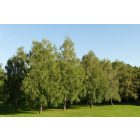 Közönséges nyír (Betula pendula) földlabdás csemete, 20 cm