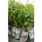 Közönséges nyír (Betula pendula) földlabdás csemete, 20 cm