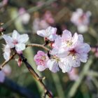 Vadőszibarack (Persica vulgaris) földlabdás csemete, 30-50 cm