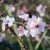 Vadőszibarack (Persica vulgaris) földlabdás csemete, 30-50 cm