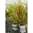 Vadőszibarack (Persica vulgaris) földlabdás csemete, 30-50 cm