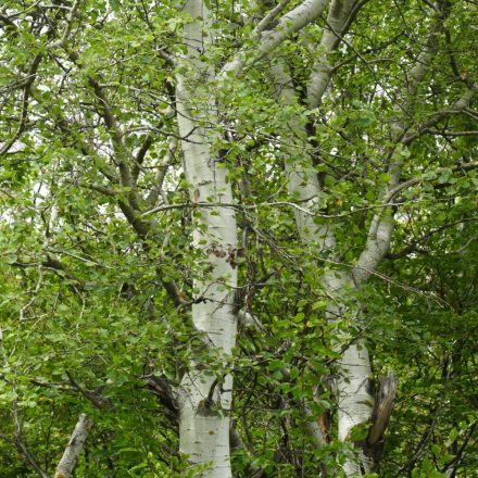 Rezgő nyár (Populus tremula) földlabdás csemete, 30-50 cm
