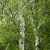 Rezgő nyár (Populus tremula) földlabdás csemete, 30-50 cm