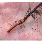 Mézgás éger (Alnus glutinosa) földlabdás csemete, 30-50 cm