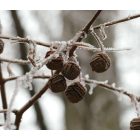 Mézgás éger (Alnus glutinosa) földlabdás csemete, 30-50 cm