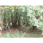 Mézgás éger (Alnus glutinosa) földlabdás csemete, 30-50 cm