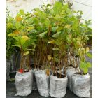 Mézgás éger (Alnus glutinosa) földlabdás csemete, 30-50 cm