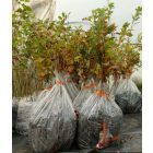 Mézgás éger (Alnus glutinosa) földlabdás csemete, 30-50 cm