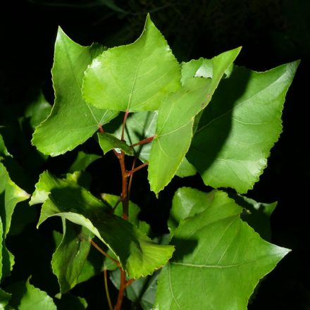 Fekete nyár (Populus nigra) földlabdás csemete, 40-50 cm