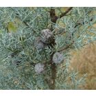 Arizonai ciprus (Cupressus arizonica) földlabdás csemete, 10-20 cm