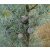 Arizonai ciprus (Cupressus arizonica) földlabdás csemete, 10-20 cm