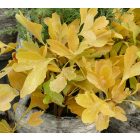 Páfrányfenyő (Ginkgo biloba) földlabdás csemete, 10-20 cm