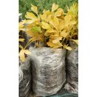 Páfrányfenyő (Ginkgo biloba) földlabdás csemete, 10-20 cm