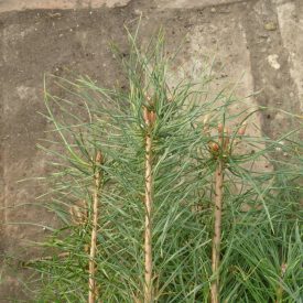   Erdei fenyő (Pinus sylvestris) földlabdás csemete, 20-30 cm