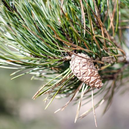 Erdei fenyő (Pinus sylvestris) földlabdás csemete, 20-30 cm