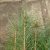 Erdei fenyő (Pinus sylvestris) földlabdás csemete, 20-40 cm