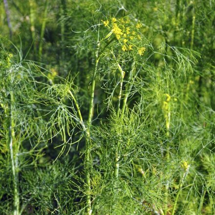 Kapor (Anethum graveolens) vetőmag