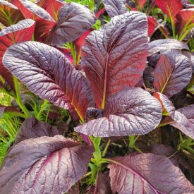   Indiai mustár 'Red Giant' (Brassica juncea) vetőmag
