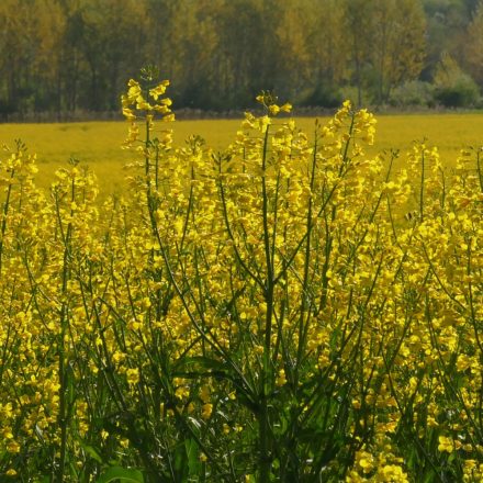 Káposztarepce ’Mécses’, őszi (Brassica napus) vetőmag