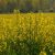 Káposztarepce ’Mécses’, őszi (Brassica napus) vetőmag