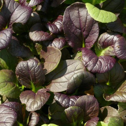 Pak Choi kínai káposzta, vörös (Brassica rapa subsp. chinensis) vetőmag
