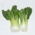 Pak Choi kínai káposzta, zöld (Brassica rapa subsp. chinensis) vetőmag
