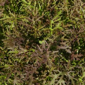   Red Mizuna japán mustár (Brassica rapa var. niposinica) vetőmag